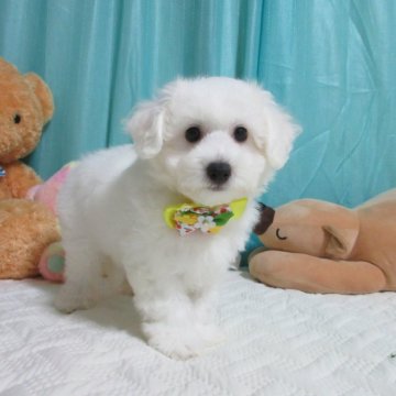 ビションフリーゼ【鹿児島県・女の子・2024年8月28日・ホワイト】の写真「おめめパッチリ　丸顔でモコフア美人さん。」