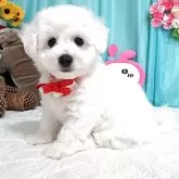 ビションフリーゼ