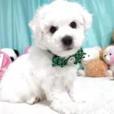 ビションフリーゼ