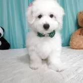 ビションフリーゼ