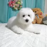 ビションフリーゼ