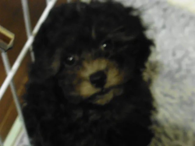 ID：1608-01270の子犬