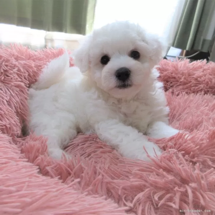 ID：2410-02703の子犬