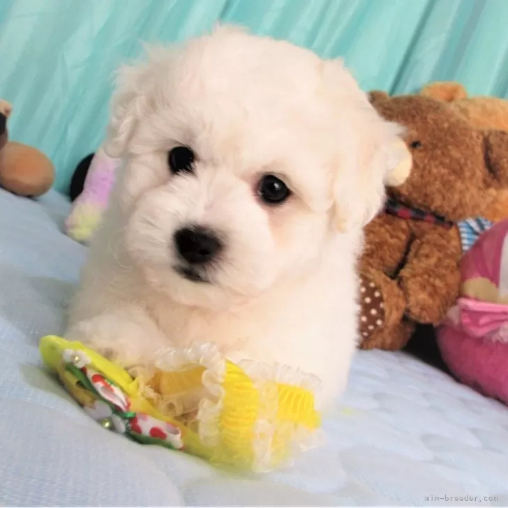 ID：2402-02191の子犬