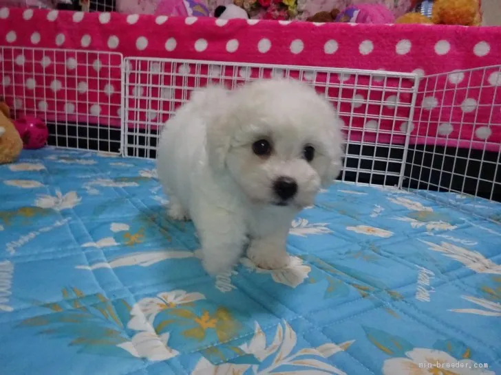 ID:1909-02081の子犬