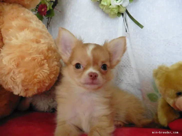 ID:1712-01289の子犬