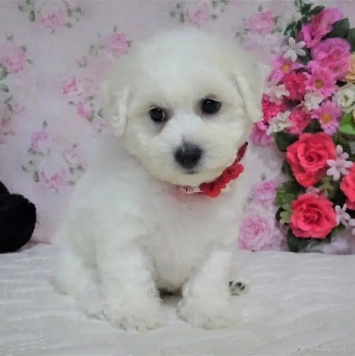 ID:2306-02278の子犬