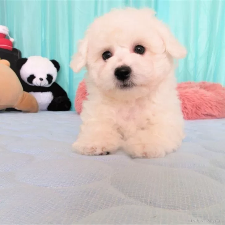 ID：2402-01615の子犬