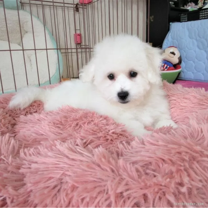 ID：2402-01622の子犬