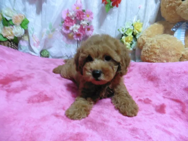 ID:1608-01463の子犬