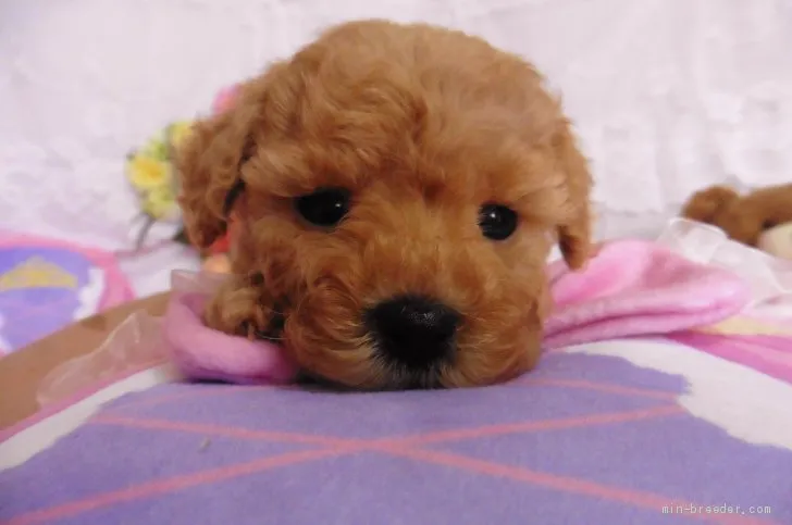 ID：1906-02812の子犬