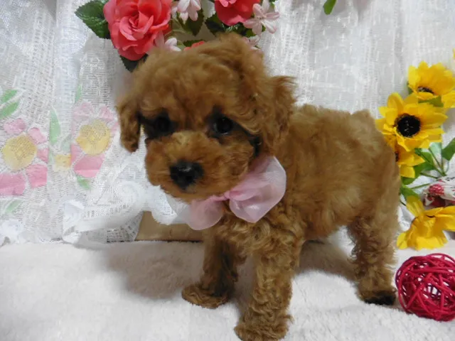 ID：1607-01797の子犬