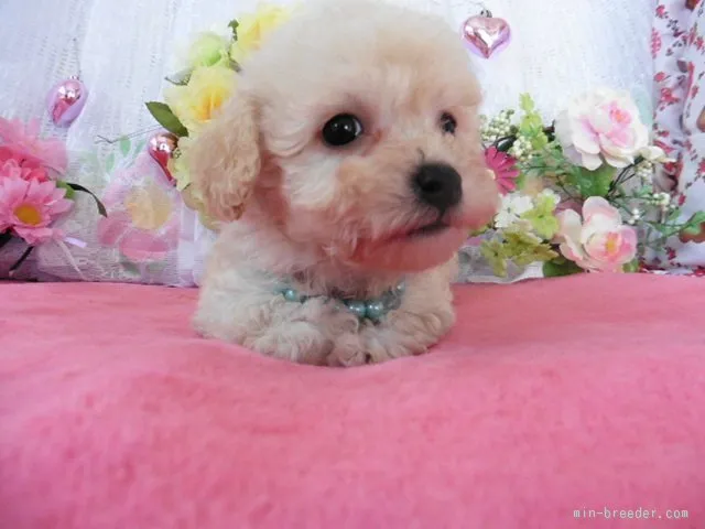 ID：1603-00383の子犬