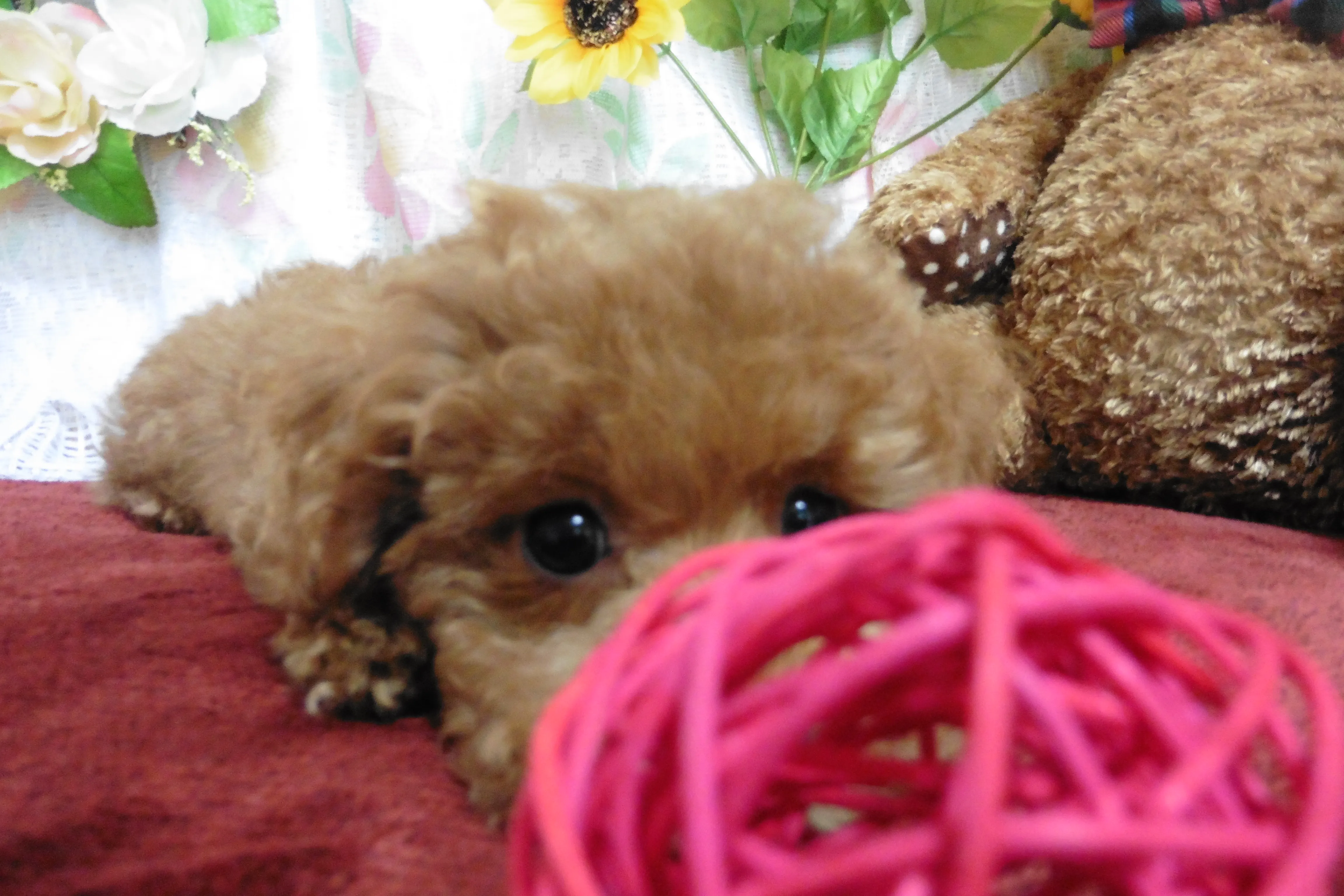 ID：1607-01801の子犬