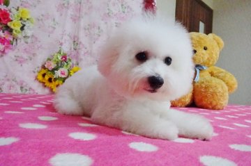 ビションフリーゼ【鹿児島県・男の子・2021年4月16日・ホワイト】の写真「キュートな所はパパ似かな？」