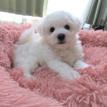 ビションフリーゼ【鹿児島県・女の子・2024年8月28日・ホワイト】の写真「お茶目で可愛いお顔　実物はもっともっと可愛いです。」