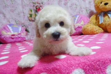 ☆彡ビションフリーゼ✖トイプードル【鹿児島県・男の子・2021年3月1日・☆彡ホワイト&アイボリー☆彡】の写真「☆彡表情豊かな甘えん坊さん　物怖じしない仕草も魅力」