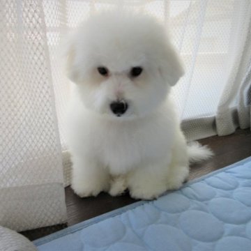 ビションフリーゼ【鹿児島県・男の子・2023年4月29日・★ホワイト】の写真「★お茶目で可愛いたいようくんです(;^ω^)」