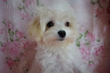 ミックス(マルプー×マルチーズ)【鹿児島県・男の子・2021年8月24日・ホワイト&クリーム】の写真「★お目目クリックリ　滅茶苦茶可愛いお顔です。」