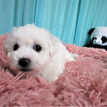 ビションフリーゼ【鹿児島県・女の子・2023年12月28日・ホワイト】の写真「★瞳も大きく　可愛いお顔です。」