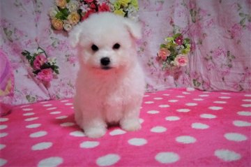 ビションフリーゼ【鹿児島県・女の子・2020年11月24日・ホワイト】の写真「声かけすると　首を左右にかしげて可愛いです😊」