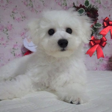 ビションフリーゼ【鹿児島県・女の子・2022年10月1日・ホワイト】の写真「😊瞳も大きく人懐っこく甘えん坊でのんびり屋さん」