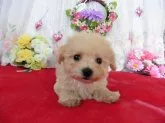ビションフリーゼとトイプードルのミックス犬【鹿児島県・女の子・2016年1月17日・アプリコット】の写真1