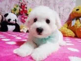 ビションフリーゼ【鹿児島県・女の子・2019年7月15日・☆ホワイト】の写真3「☆最近れもんちゃんと間違えます(*^_^*)」