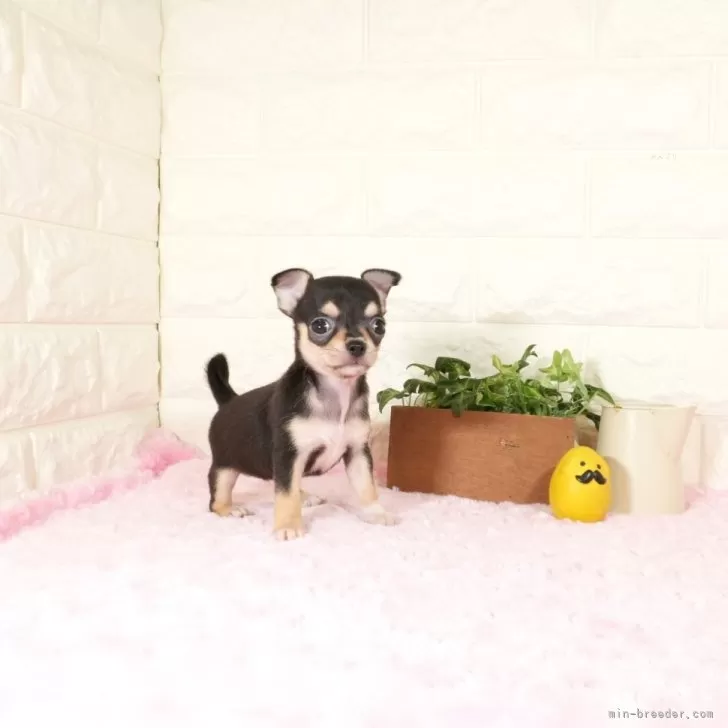 チワワ(スムース)【愛知県・女の子・2025年10月30日・ブラックタン】の写真1