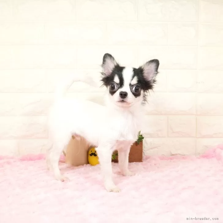 チワワ(ロング)【愛知県・男の子・2024年9月5日・ホワイトブラックタン】の写真1