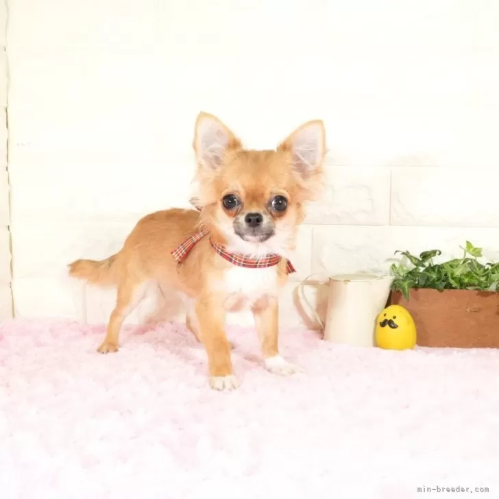 チワワ(ロング)【愛知県・女の子・2025年5月29日・レッド】の写真1