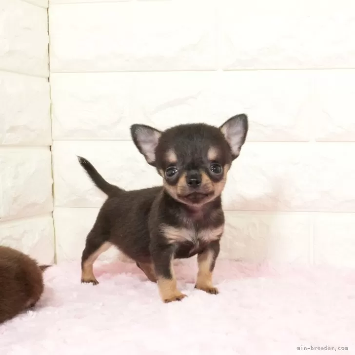 ID：2503-00985の子犬