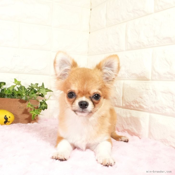 ブリーダー画像