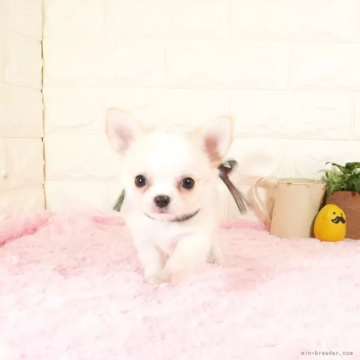 チワワ(ロング)【愛知県・男の子・2025年9月18日・クリームホワイト】の写真1