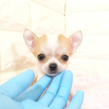 チワワ(スムース)【愛知県・男の子・2025年4月10日・ホワイトレッド】の写真「かわいいお顔の男の子です(^_^)」