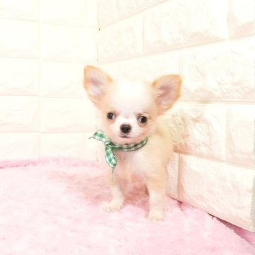 チワワ(ロング)【愛知県・男の子・2025年2月7日・クリームホワイト】の写真「小さめの可愛い男の子です(^-^)」