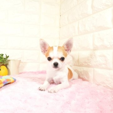 チワワ(スムース)【愛知県・男の子・2025年4月10日・フォーンホワイト】の写真「かわいいお顔の男の子です(^_^)」