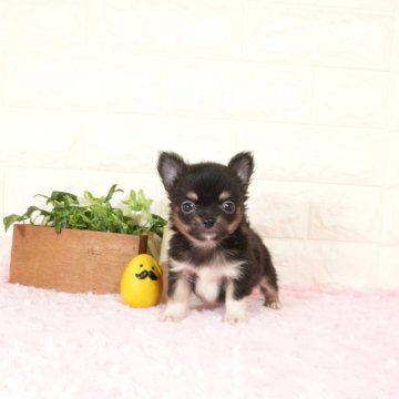 チワワ(ロング)【愛知県・男の子・2025年10月30日・ブラックタン】の写真「甘えん坊の男の子です(^-^)」