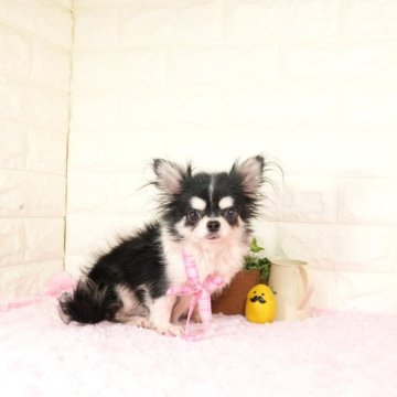 チワワ(ロング)【愛知県・女の子・2024年6月26日・ブラックタンホワイト】の写真「小さめの可愛い女の子です(^-^)」