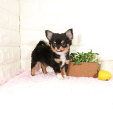 チワワ(ロング)【愛知県・男の子・2025年6月13日・ブラックタン】の写真「かわいいお顔の男の子です(^-^)」