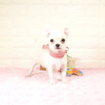 チワワ(スムース)【愛知県・女の子・2025年8月6日・クリーム】の写真「かわいいお顔の女の子です(^-^)」