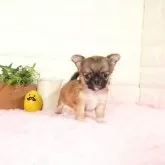 チワワ(ロング)