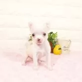 チワワ(スムース)