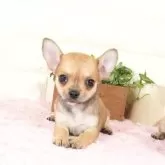 チワワ(スムース)