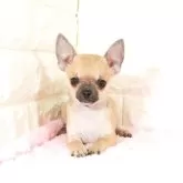 チワワ(ロング)【愛知県・男の子・2025年7月19日・フォーン】の写真1