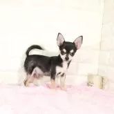 チワワ(スムース)