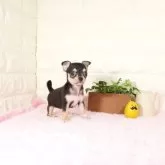 チワワ(スムース)【愛知県・女の子・2025年10月30日・ブラックタン】の写真1