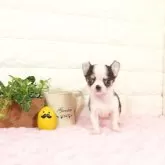 チワワ(スムース)