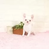 チワワ(ロング)