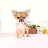 チワワ(ロング)